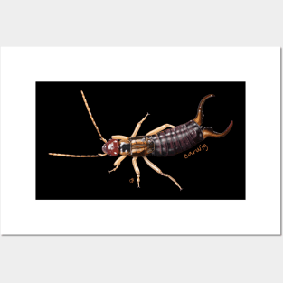 Earwig - Everyone's Favorite Insect! Posters and Art